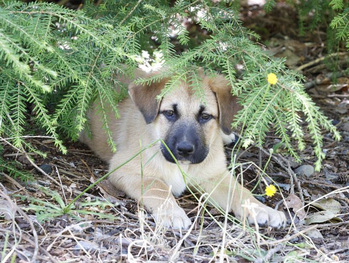 chinook dog